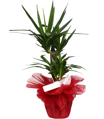 İzmir ikili yucca